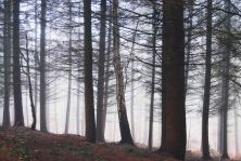 morning fog.jpg